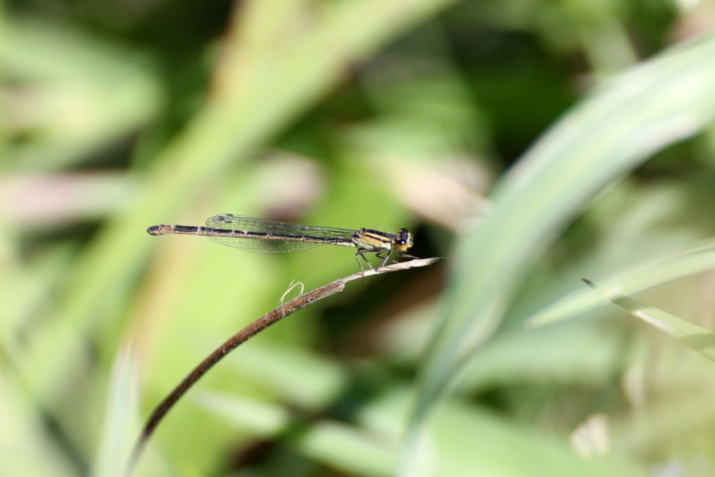 Ischnura elegans:  maschi e femmine